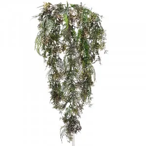 Hanging Kidneywood by Florabelle Living, a Plants for sale on Style Sourcebook