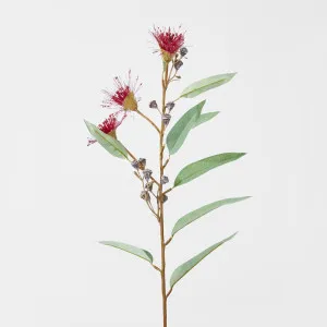 Flowering Gum Dark Red by Florabelle Living, a Plants for sale on Style Sourcebook