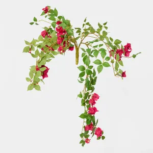 Bougainvillea Bush Fuchsia hanging by Florabelle Living, a Plants for sale on Style Sourcebook