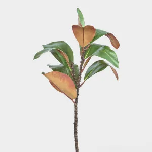 Magnolia Leaf by Florabelle Living, a Plants for sale on Style Sourcebook