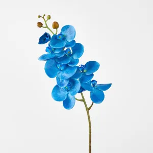 Phalaenopsis Spray Electric Blue by Florabelle Living, a Plants for sale on Style Sourcebook