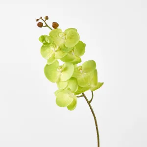 Phalaenopsis Spray Green by Florabelle Living, a Plants for sale on Style Sourcebook