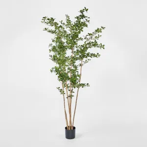 Oriental Olive Tree w 2464 Lvs by Florabelle Living, a Plants for sale on Style Sourcebook