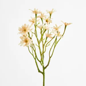 Beige Sea Aster by Florabelle Living, a Plants for sale on Style Sourcebook