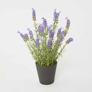 Potted Lavender 42cm by Florabelle Living, a Plants for sale on Style Sourcebook