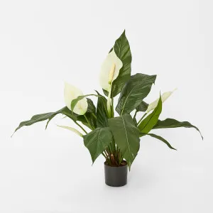 Real Touch Potted Spathiphyllum 61cm by Florabelle Living, a Plants for sale on Style Sourcebook