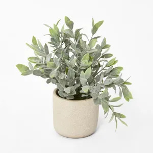 Potted Melon Seed Leaves by Florabelle Living, a Plants for sale on Style Sourcebook