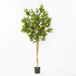 Lemon Tree Real Trunk 170cm by Florabelle Living, a Plants for sale on Style Sourcebook