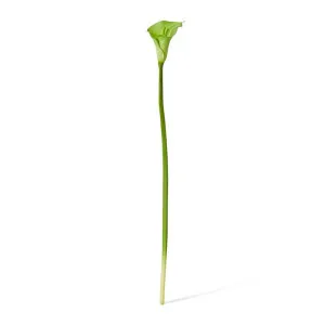 Lily Calla Stem - 14 x 8 x 81cm by null, a Plants for sale on Style Sourcebook