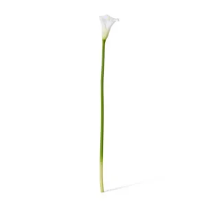 Lily Calla Stem - 14 x 8 x 81cm by null, a Plants for sale on Style Sourcebook