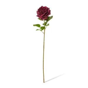 Rose Austin Stem (RT) - 22 x 14 x 66cm by null, a Plants for sale on Style Sourcebook