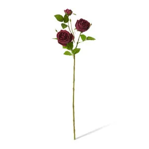 Rose Austin Spray (RT) - 24 x 16 x 78cm by null, a Plants for sale on Style Sourcebook