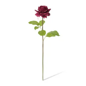 Rose Rambler Short Stem (RT) - 14 x 12 x 45cm by null, a Plants for sale on Style Sourcebook