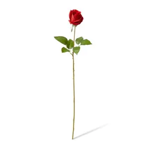 Rose Lady Stem (RT) - 16 x 10 x 65cm by null, a Plants for sale on Style Sourcebook