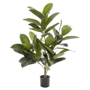Rubber Plant Tree 96cm by Florabelle Living, a Plants for sale on Style Sourcebook