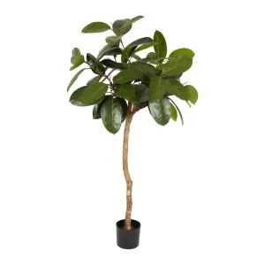 Rubber Plant Tree 1.2m by Florabelle Living, a Plants for sale on Style Sourcebook
