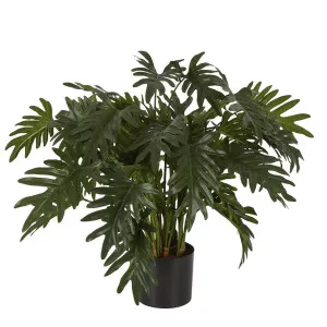 Split Philo Potted Bush 75cm by Florabelle Living, a Plants for sale on Style Sourcebook