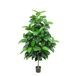 Rubber Plant Tree 1.7m by Florabelle Living, a Plants for sale on Style Sourcebook