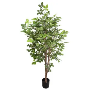 Hornbean tree 1.5m by Florabelle Living, a Plants for sale on Style Sourcebook