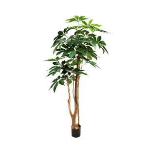 Umbrella Tree 150cm by Florabelle Living, a Plants for sale on Style Sourcebook