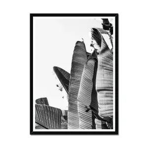 Travellers Palm Botanical Black & White Framed Print by null, a Prints for sale on Style Sourcebook