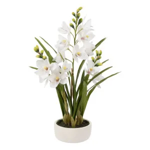 Cymbidium Orchid Pot 42x74cm in White by OZ Design, a Plants for sale on Style Sourcebook