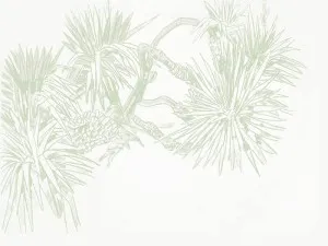 Pandan Sketch Sage Wallpaper by Urban Road, a Wallpaper for sale on Style Sourcebook