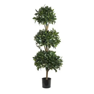 Sweet Bay Triple Ball Tree 1.7m by Florabelle Living, a Plants for sale on Style Sourcebook