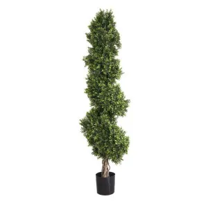 Boxwood Spiral Tree 1.9m by Florabelle Living, a Plants for sale on Style Sourcebook