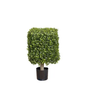 Boxwood Square Top 55cm by Florabelle Living, a Plants for sale on Style Sourcebook
