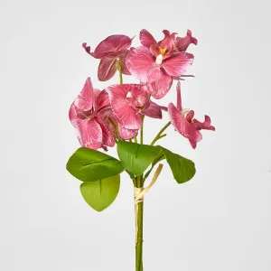Phalaenopsis Orchid Bouquet Fuchsia by Florabelle Living, a Plants for sale on Style Sourcebook