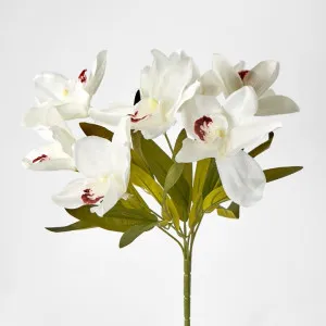 Cymbidium Bush White by Florabelle Living, a Plants for sale on Style Sourcebook