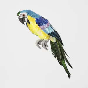 Azure Yellow Belly Parrot Small by Florabelle Living, a Christmas for sale on Style Sourcebook
