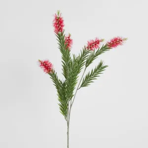 Bottlebrush Spray 100cm by Florabelle Living, a Plants for sale on Style Sourcebook