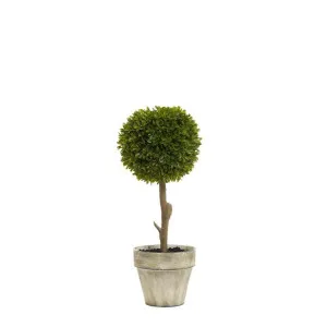 Boxwood Topiary 47cm by Florabelle Living, a Plants for sale on Style Sourcebook