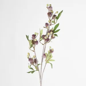 Blackwood Wattle 85cm Purple by Florabelle Living, a Plants for sale on Style Sourcebook