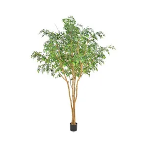Ficus Natasja Tree 2.5m by Florabelle Living, a Plants for sale on Style Sourcebook