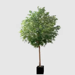 GIANT FICUS NATASJA 6.7M by Florabelle Living, a Plants for sale on Style Sourcebook