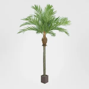 Majesty Palm With 960 Leaves Green 240cm by Florabelle Living, a Plants for sale on Style Sourcebook