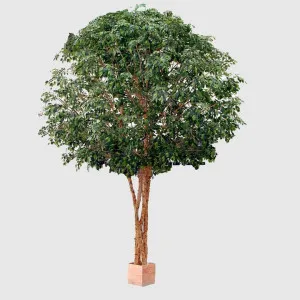 Mix Ficus Giant Tree 6.5M With 41480 Lvs by Florabelle Living, a Plants for sale on Style Sourcebook