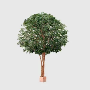 Mix Ficus Giant Tree 550cm by Florabelle Living, a Plants for sale on Style Sourcebook
