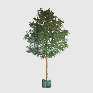 5.7m Giant Ficus Natasja 29070 Lvs by Florabelle Living, a Plants for sale on Style Sourcebook