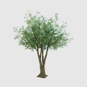 2.9m Giant Olive Tree w.20812 Lvs 468 Fruits by Florabelle Living, a Plants for sale on Style Sourcebook