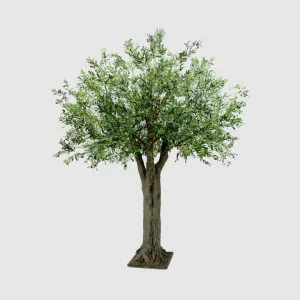 3m Giant Olive Tree w/19278 Lvs 324 Fruits by Florabelle Living, a Plants for sale on Style Sourcebook