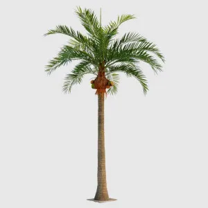 Coco Palm 6.6m 22 Fronds 1683 Lvs by Florabelle Living, a Plants for sale on Style Sourcebook