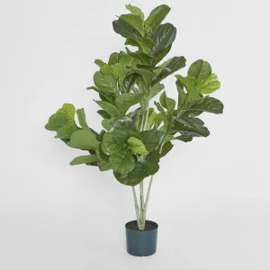 Potted Fiddle Leaf Plant 120cm by Florabelle Living, a Plants for sale on Style Sourcebook