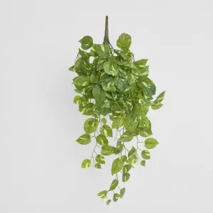 Hanging Green Pothos Bush x 10 232 Leaves by Florabelle Living, a Plants for sale on Style Sourcebook