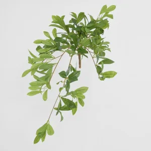 Bay Leaf Hanging Bush by Florabelle Living, a Plants for sale on Style Sourcebook