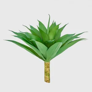 Giant Agave by Florabelle Living, a Plants for sale on Style Sourcebook