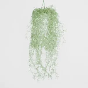 Spanish Moss Grey Green by Florabelle Living, a Plants for sale on Style Sourcebook